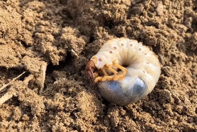 Người đi săn sùng đất thường bắt đầu từ khoảng 6h - 10h và tiếp tục từ 14h - 17h. Ảnh: Baonghean