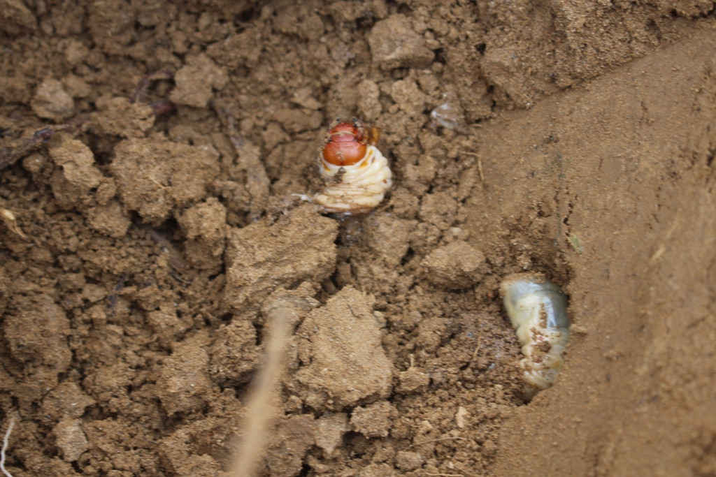 Mùa sùng đất kéo dài từ cuối tháng 9 đến cuối tháng 12 hàng năm. Thời điểm sùng to, ngon nhất là sau mỗi đợt lũ lớn. Ảnh: Baotainguyenmoitruong