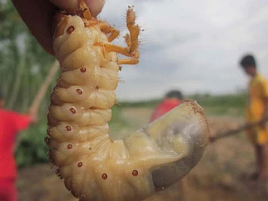 Trước kia, sùng đất nhiều vô kể, người dân thường đào về cho gà ăn. Thế nhưng giờ đây, sùng đất trở thành đặc sản được các tay sành nhậu ưa chuộng. Ảnh: Dân Việt