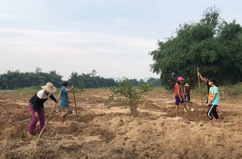 Vì thế, vào mùa người dân địa phương đổ xô đi đào sùng đất để tăng thu nhập. Ảnh: Baophapluat