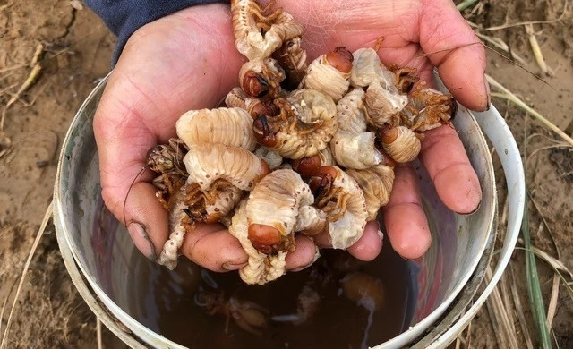 Ngày nay, nhà hàng và các quán ăn tìm mua sùng đất với giá cao, từ 200.000 - 300.000 đồng/kg. Ảnh: Baonghean