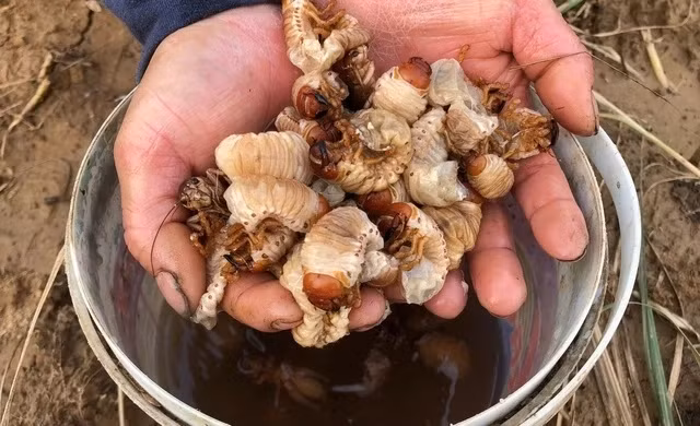 Ngày nay, nhà hàng và các quán ăn tìm mua sùng đất với giá cao, từ 200.000 - 300.000 đồng/kg. Ảnh: Baonghean