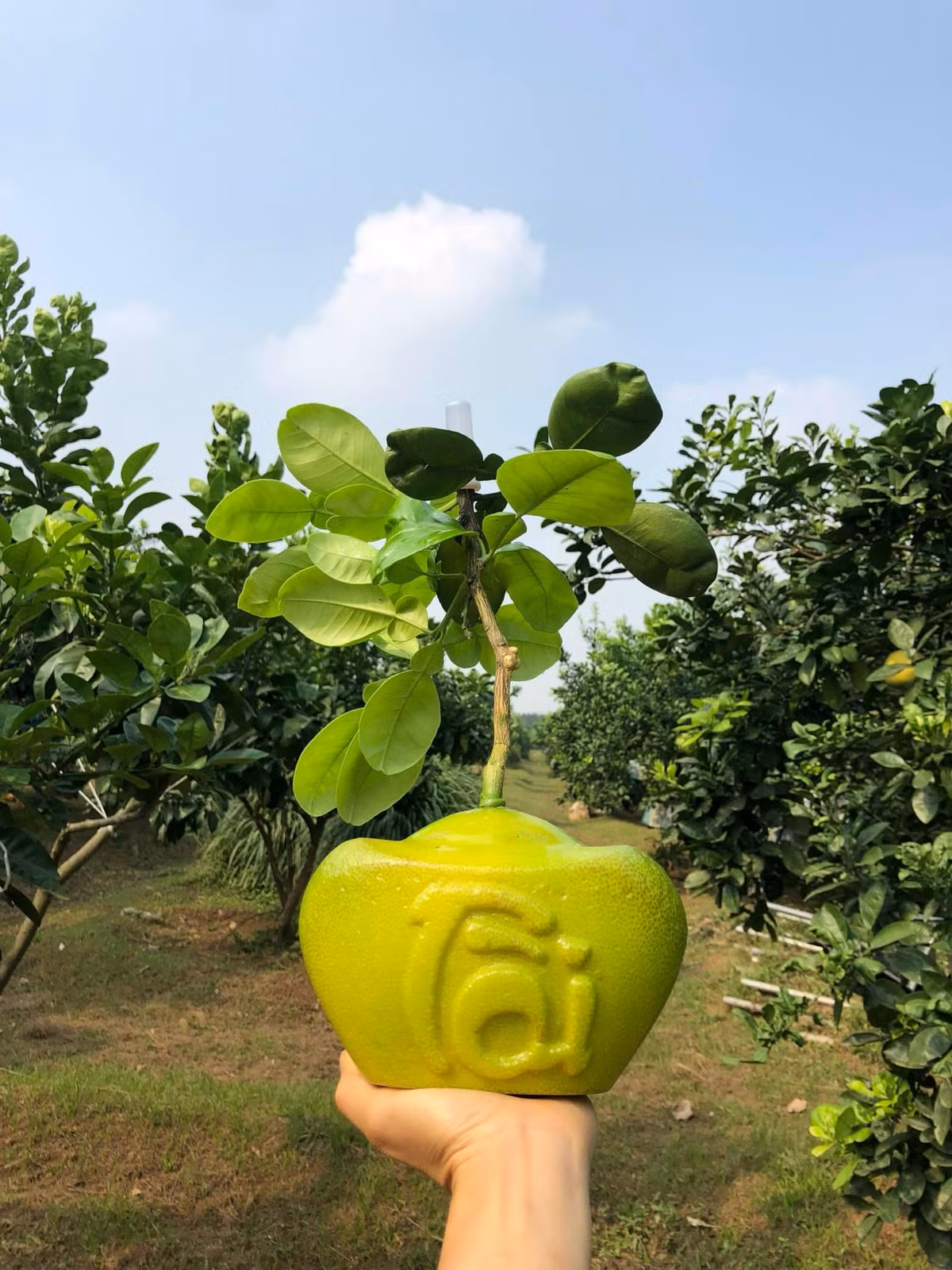 Không chỉ bưởi đỏ tiến vua, bưởi Diễn cũng được các nhà vườn tạo hình tài lộc độc đáo. Ảnh: Facebook