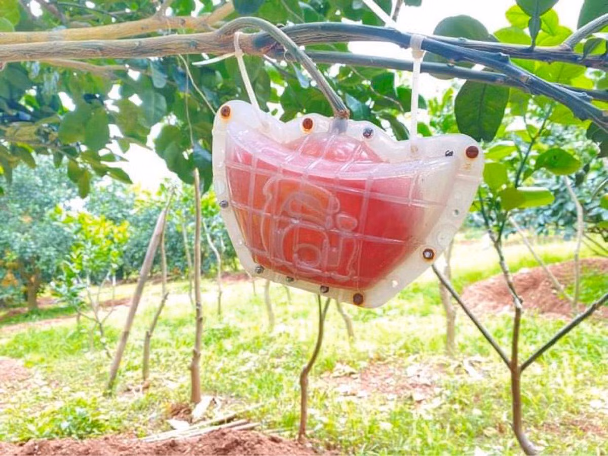 Những trái bưởi được ép khuôn tạo hình thỏi vàng từ lúc còn non. Ảnh: Người đưa tin