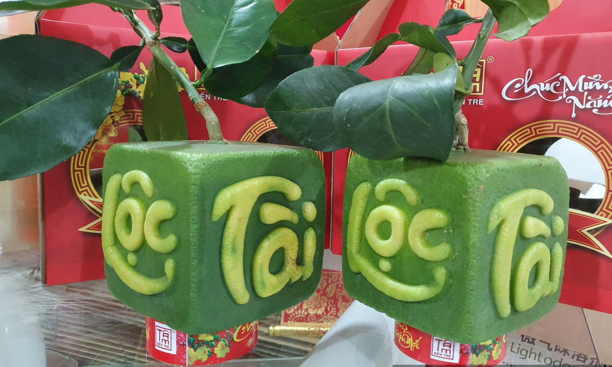 Bưởi da xanh trái to, vỏ sần, kích cỡ các trái trên cùng một cây không đồng đều nên rất khó tạo hình. Do đó, để tạo ra sản phẩm bưởi tạo hình thành công, chủ vườn tốn nhiều công sức. Ảnh: Dân Việt