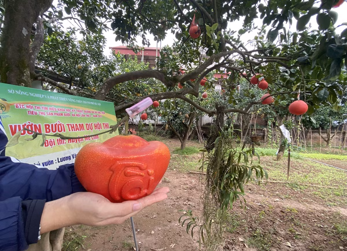 Bưởi đỏ Đông Cao tạo hình hai chữ tài - lộc có giá bán 250.000 đồng/quả. Ảnh: Người đưa tin