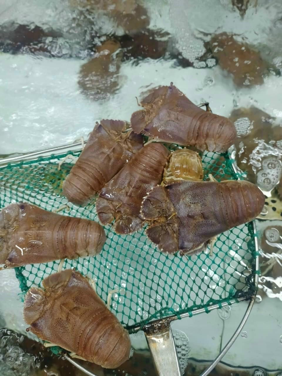 Tôm mũ ni đỏ giá hơn 2 triệu đồng/kg, loại từ 1-3kg/con giá lên tới 3,5 triệu đồng/kg. Trong khi đó, tôm mũ ni trắng có giá 600.000-700.000 đồng/kg. Ảnh: Facebook