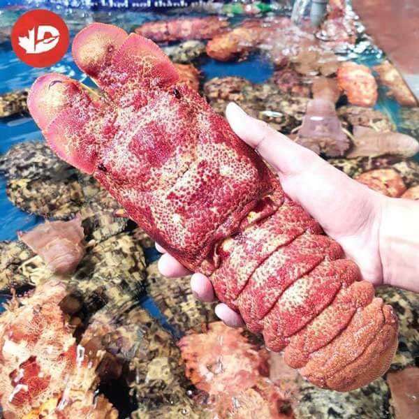 Tôm mũ ni đỏ có giá "trên trời" bởi đây là dòng hải sản quý hiếm, chỉ có ở một số vùng biển có nhiều san hô và chỉ có vào mùa từ tháng 4-7. Ảnh: Haisan Mr.D