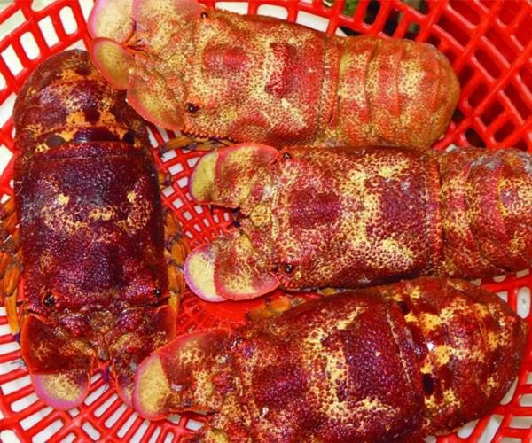 Tôm mũ ni đỏ thịt mềm, được đánh giá là ngon và thơm hơn tên hùm nên giá trị kinh tế của loài này khá cao. Ảnh: Haisanngosu