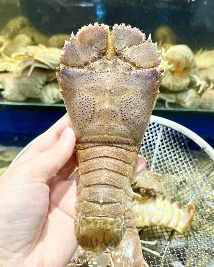  Tôm mũ ni sống và phân bố ở những vùng biển có nhiệt độ ấm, đặc biệt là những nơi có rạn san hô. Tại Việt Nam, loài tôm này được đánh bắt nhiều ở khu vực Quảng Ninh, Bình Thuận đến Vũng Tàu hay Nha Trang. Ảnh: Facebook