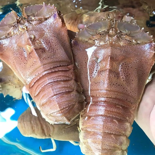 Ban ngày, tôm mũ ni vùi mình dưới đáy cát hoặc ẩn náu trong các hang hốc, đêm mới bơi ra ngoài kiếm mồi. Vì thế, ban đêm người dân mới có thể lặn bắt hoặc chúng tự sa lưới. Ảnh: Haisan24h