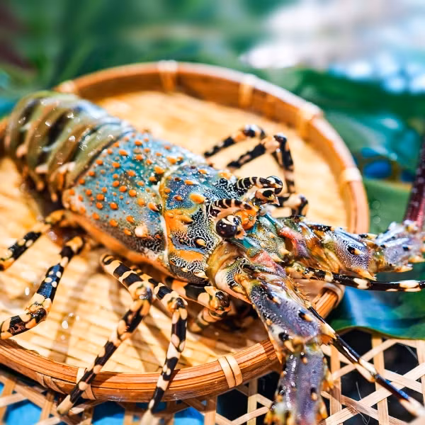 Vỏ tôm hùm bông màu xanh nước biển đặc trưng, pha một chút màu xanh lá. Đầu và gai của tôm có đốm màu cam. Ảnh: Daohaisan