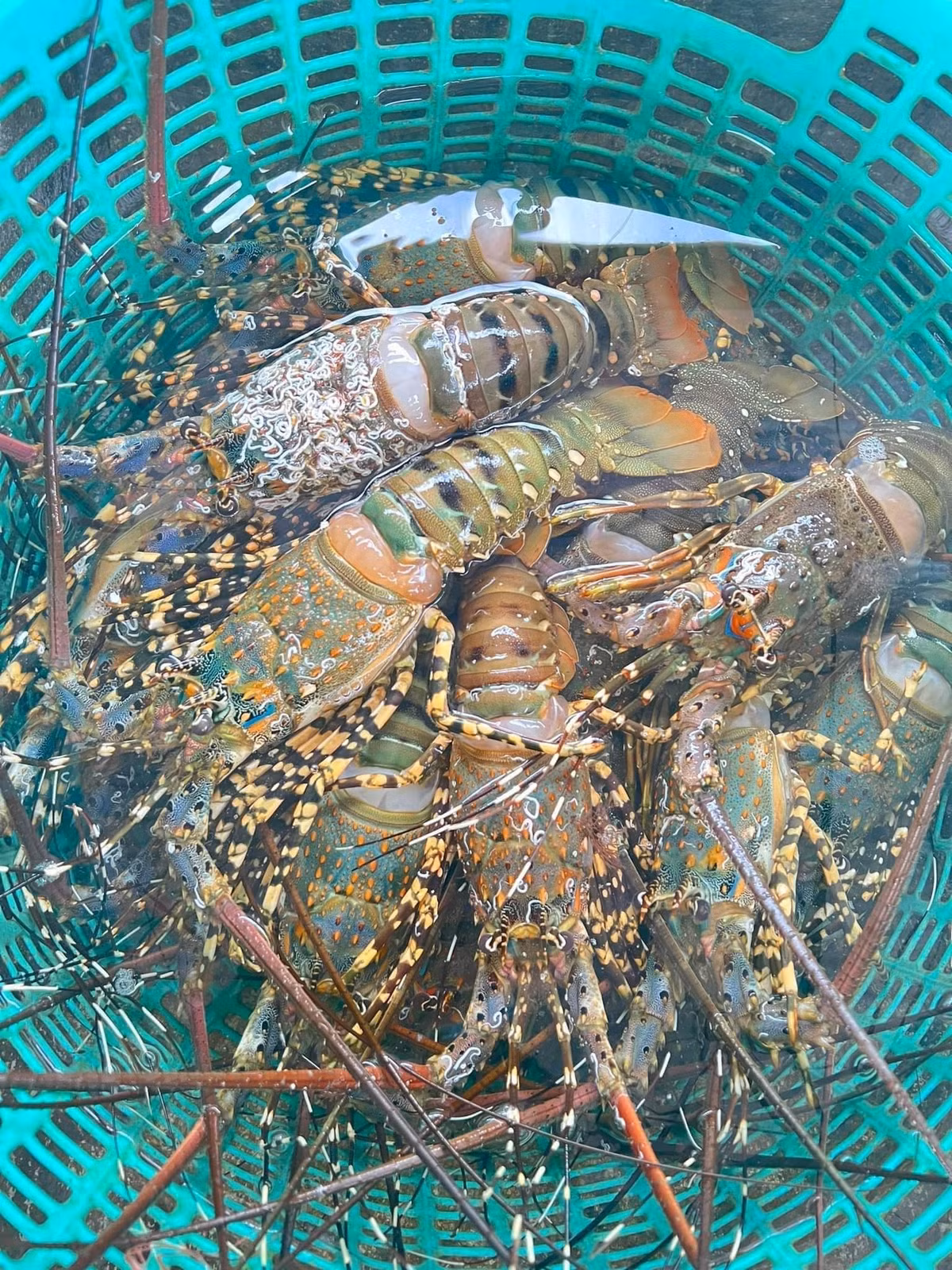 Truoc khi rot gia van e, tom hum bong dat co nao?