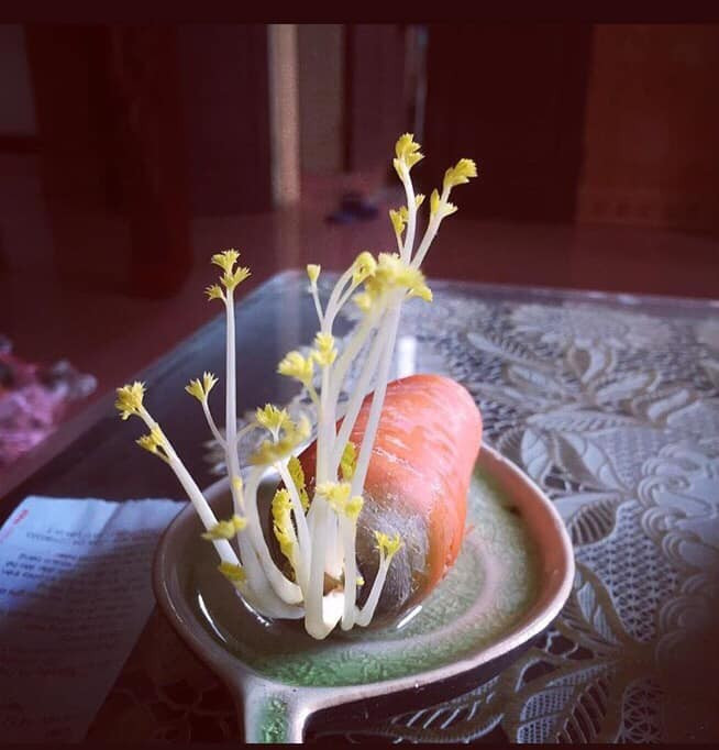 Một củ cà rốt mọc mầm non, đặt trên bàn thực sự đẹp mắt. Ảnh: Facebook