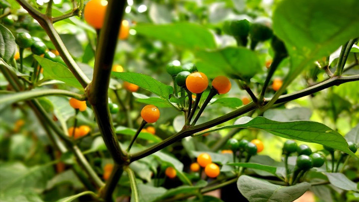 Ngoài bán ớt tươi, các nhà vườn ở Việt Nam còn bán cây giống và đưa lên chậu làm cây cảnh. Ảnh: Facebook