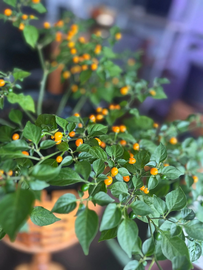 Trung bình, mỗi cây ớt có thể thu hoạch từ 2,5 đến 4 kg quả/năm, mỗi năm thu hoạch được 4 đến 5 đợt. Ảnh; Etsy