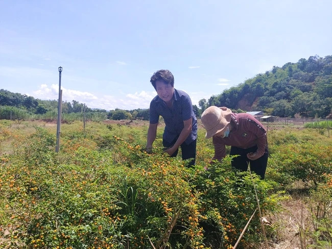 Ít ai biết, Aji Charapita là giống ớt có nguồn gốc từ Peru, được mệnh danh đắt đỏ bậc nhất thế giới khi từng có giá tới 25.000 USD/kg (hơn 500 triệu đồng). Ảnh: Dân Việt