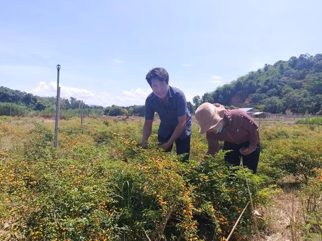 Ít ai biết, Aji Charapita là giống ớt có nguồn gốc từ Peru, được mệnh danh đắt đỏ bậc nhất thế giới khi từng có giá tới 25.000 USD/kg (hơn 500 triệu đồng). Ảnh: Dân Việt