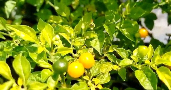 Tại Việt Nam, ớt Aji Charapita được trồng khá nhiều nên giá ớt charapita tươi khoảng 3 - 4 triệu đồng/kg. Ảnh: Dân Việt