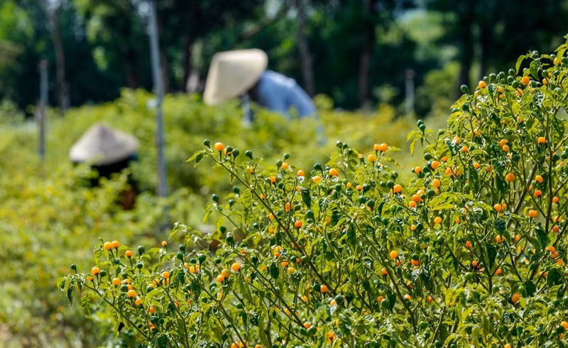 Vài năm trở lại đây, ớt Aji Charapita được trồng nhiều tại Việt Nam. Thậm chí, nhiều nông dân còn trồng loại ớt này trên diện rộng. Ảnh: VTC