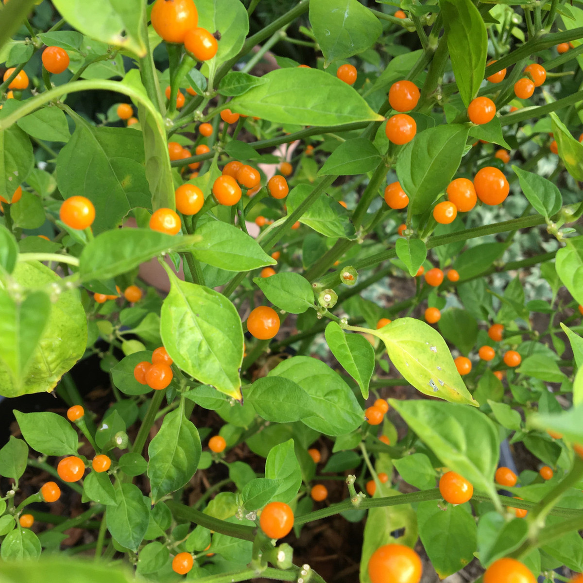 Ớt Aji Charapita là cây trung hạn, có độ cao 40 - 55 cm, tán rộng 35 - 45 cm, sinh trưởng tốt khi ở nhiệt độ 17 - 37 độ C. Ảnh: Tyler Farms