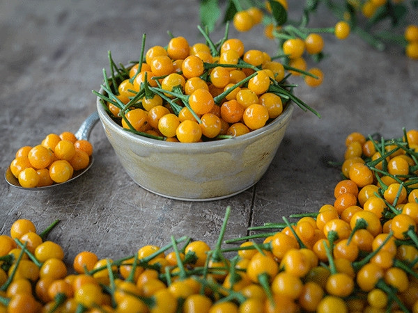 Ớt charapita có vị rất cay, tương tự ớt hiểm nhưng cay hơn rất nhiều. Quả ớt có một cụm hạt ở giữa, chắc, giòn. Ảnh: Getty