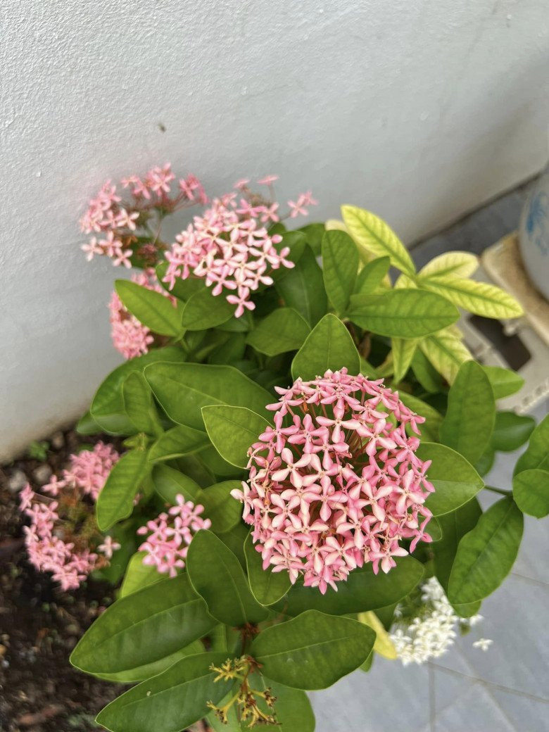 Trong sân nhà Mạc Hồng Quân còn trồng nhiều chậu hoa mẫu đơn với nhiều màu sắc khác nhau như hồng, trắng, đỏ...