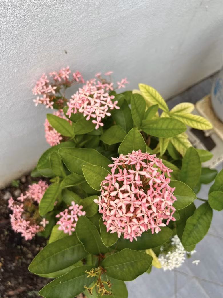 Trong sân nhà Mạc Hồng Quân còn trồng nhiều chậu hoa mẫu đơn với nhiều màu sắc khác nhau như hồng, trắng, đỏ...