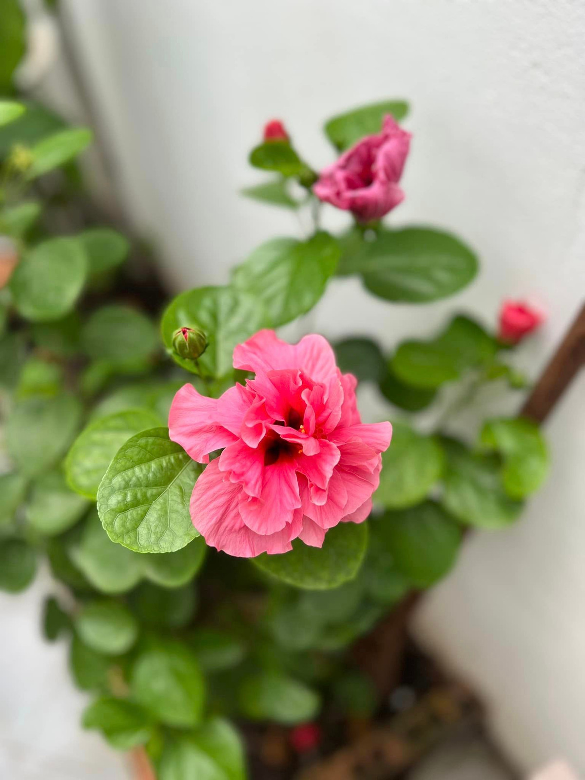 Hoa dâm bụt dễ chăm sóc lại nở quanh năm.