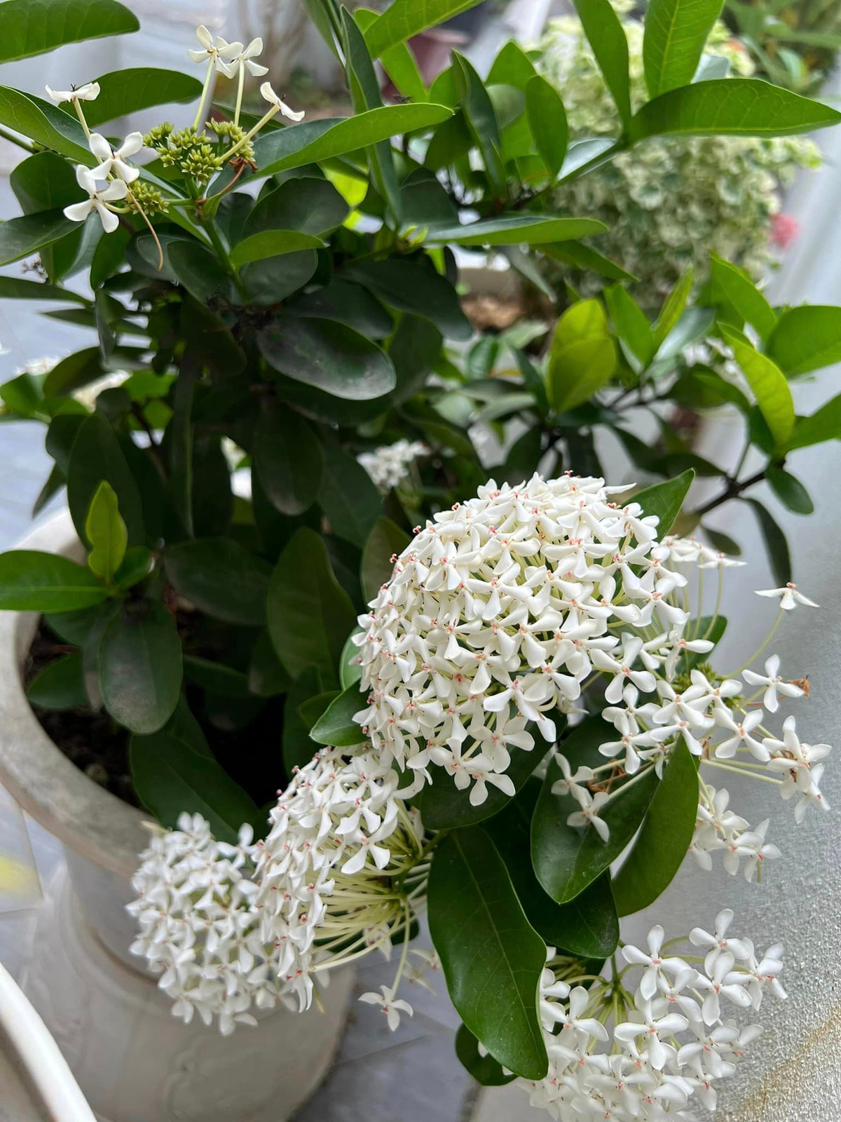 Qua ảnh có thể thấy, căn nhà của Mạc Hồng Quân - Kỳ Hân có khoảng sân thoáng đãng, trồng rất nhiều loại hoa.