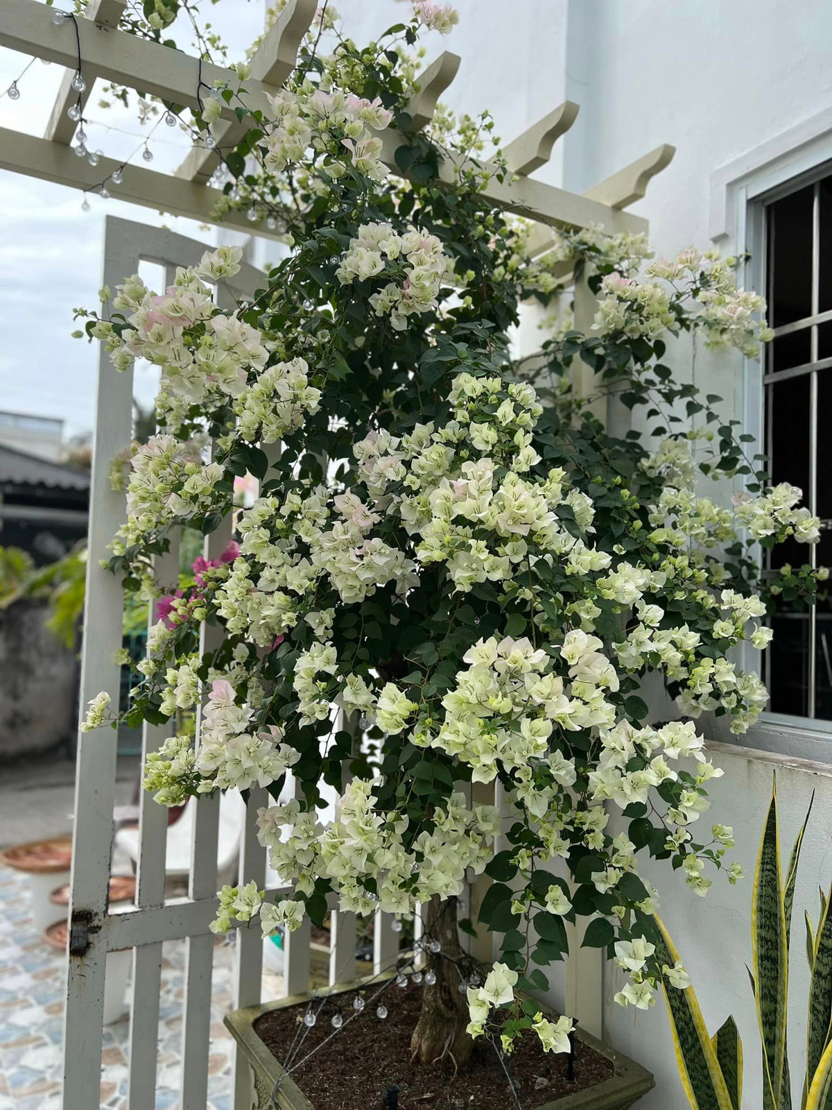 Mới đây, Kỳ Hân chia sẻ loạt ảnh sân nhà ngập sắc hoa thu hút sự chú ý của đông đảo cộng đồng mạng.