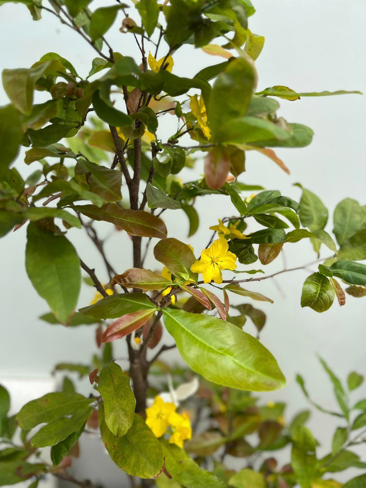 Chưa đến Tết nhưng mai vàng đã bung nở.