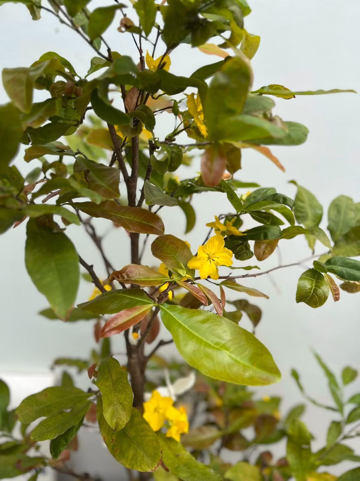 Chưa đến Tết nhưng mai vàng đã bung nở.