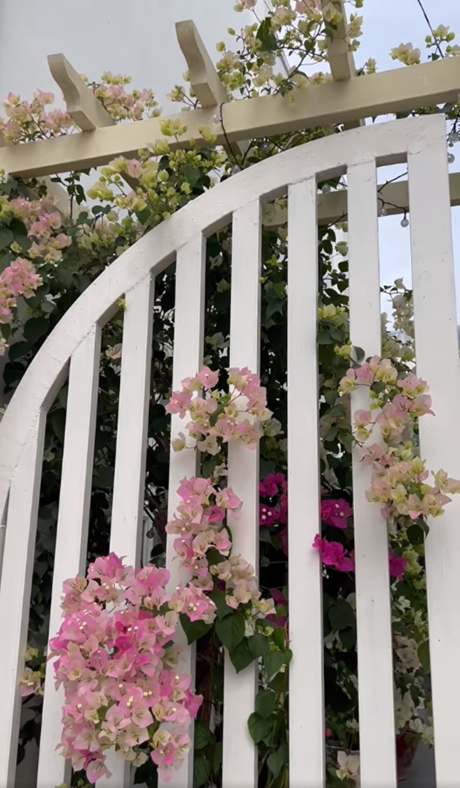 Giàn hoa giấy tô điểm cho chiếc cổng trắng thêm phần lãng mạn.