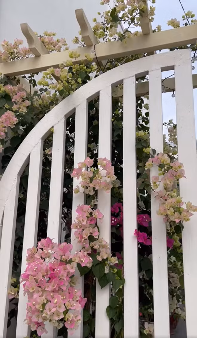 Giàn hoa giấy tô điểm cho chiếc cổng trắng thêm phần lãng mạn.