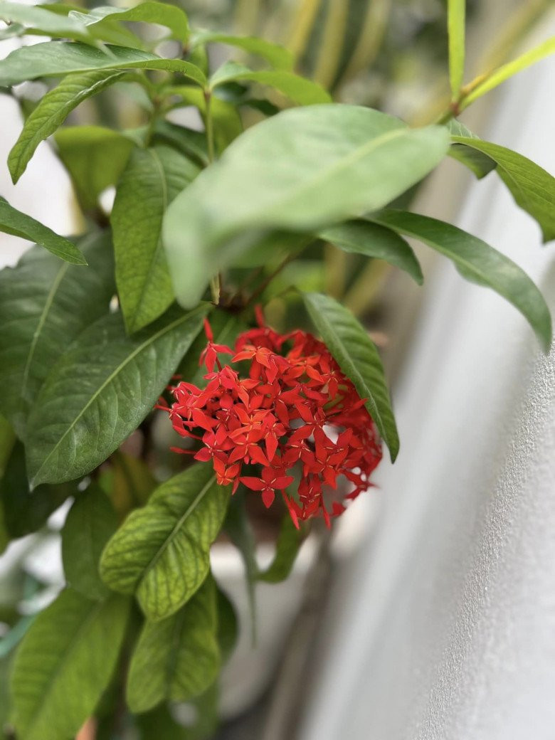 Trong phong thủy, hoa mẫu đơn ta mang lại may mắn cho gia chủ.