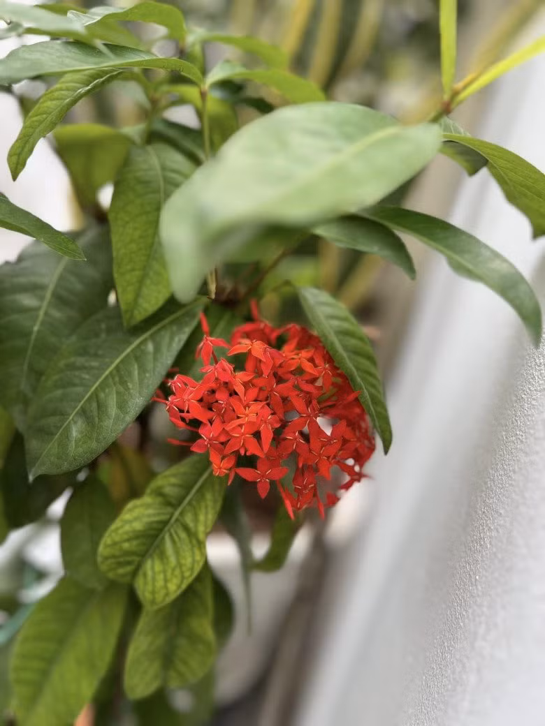 Trong phong thủy, hoa mẫu đơn ta mang lại may mắn cho gia chủ.