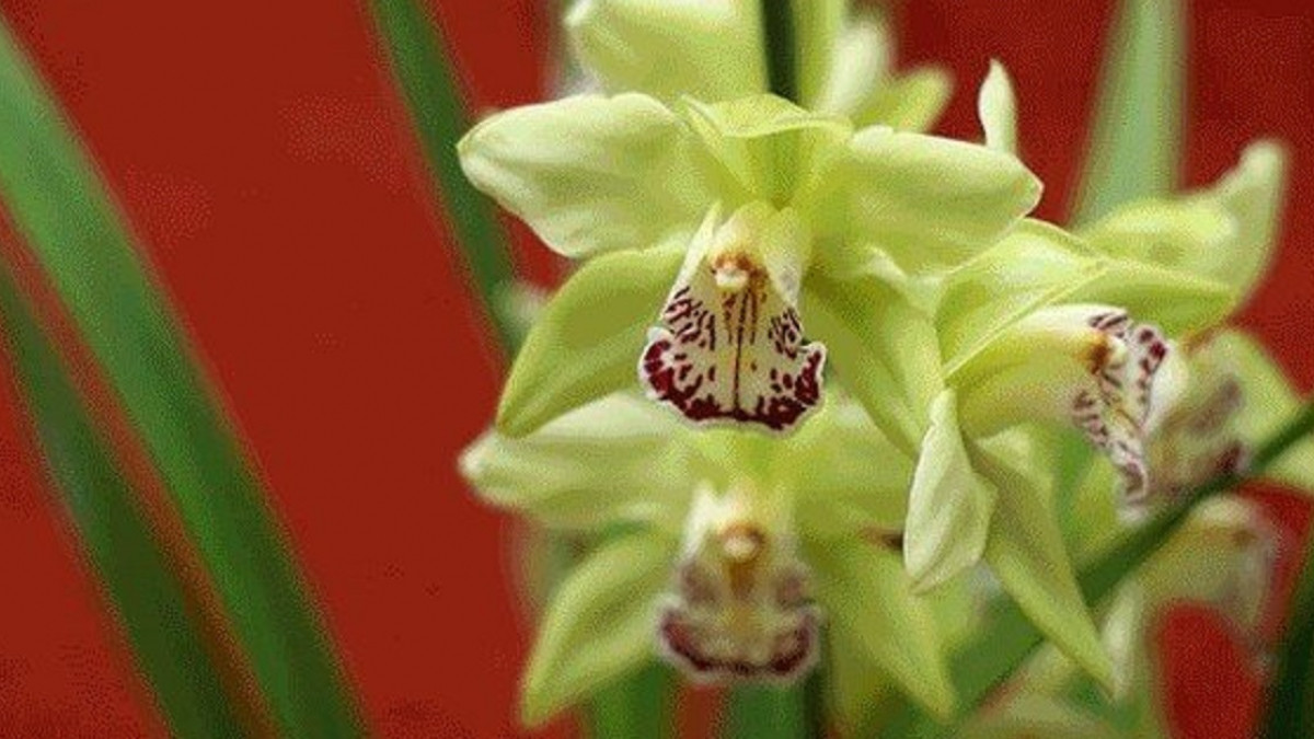 Hoa lan mất khoảng 5 năm để nở hoa và có hương vị tinh tế. Khi đưa ra thị trường, loài lan này có giá khoảng 200.000 USD/cây.