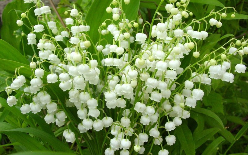 Mỗi năm hoa chỉ cho thu hoạch 1 lần nên giá của nó rất đắt, khoảng 143 USD/bó (tương đương 3,2 triệu đồng).