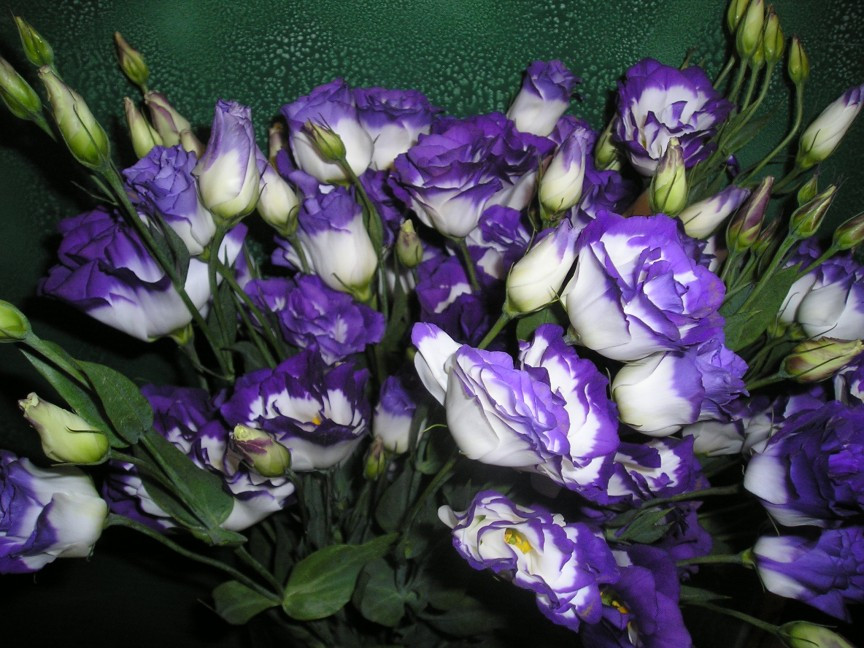 Hoa Lisianthus nở hàng năm và có đường kính khoảng 5 cm. Loại hoa này đắt tiền (10 - 35 USD/bó) vì nó chỉ tồn tại được vài tuần sau khi cắt khỏi thân.