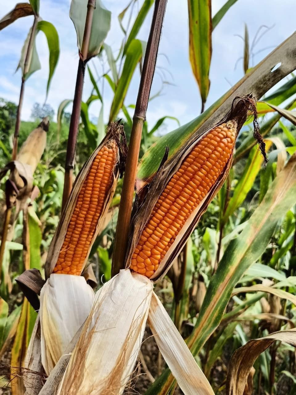 Chị Thuỷ gom đơn báo cho nhà vườn ở trên vùng Tây Bắc chặt cây, bó vào gửi xuống Hà Nội. Sau khoảng 5 - 7 ngày, chị mới trả hàng. Ảnh: FB Khanh Chi