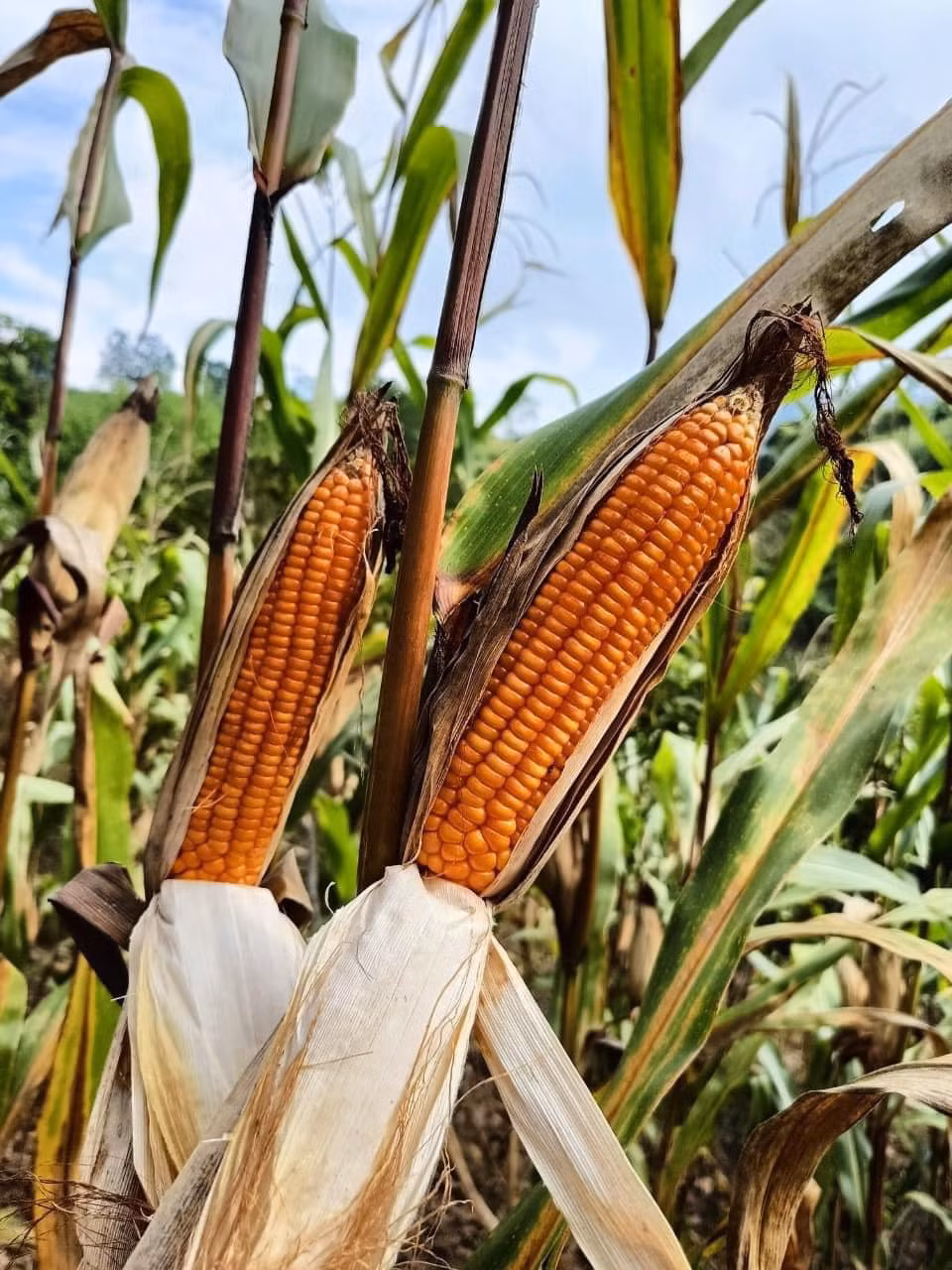 Chị Thuỷ gom đơn báo cho nhà vườn ở trên vùng Tây Bắc chặt cây, bó vào gửi xuống Hà Nội. Sau khoảng 5 - 7 ngày, chị mới trả hàng. Ảnh: FB Khanh Chi