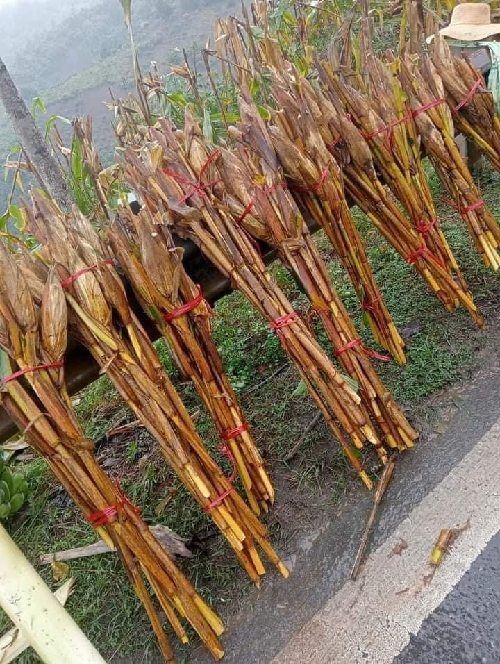 Những bó ngô được bó gọn gàng, giá từ 70.000 - 105.000 đồng/set 10 cây. Ảnh: FB Vũ Huyền