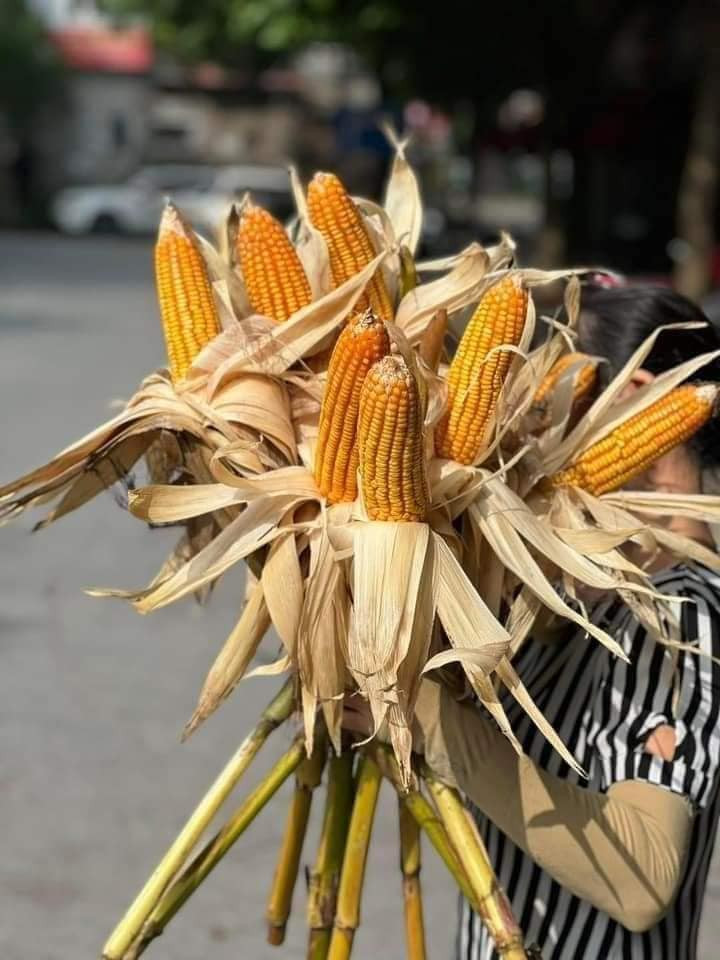 Mỗi cây ngô có một bắp ngô già, hạt vàng óng. Ảnh: FB Lê Thủy
