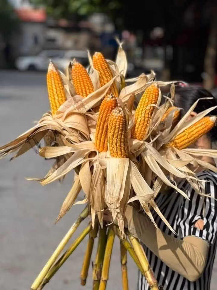Mỗi cây ngô có một bắp ngô già, hạt vàng óng. Ảnh: FB Lê Thủy