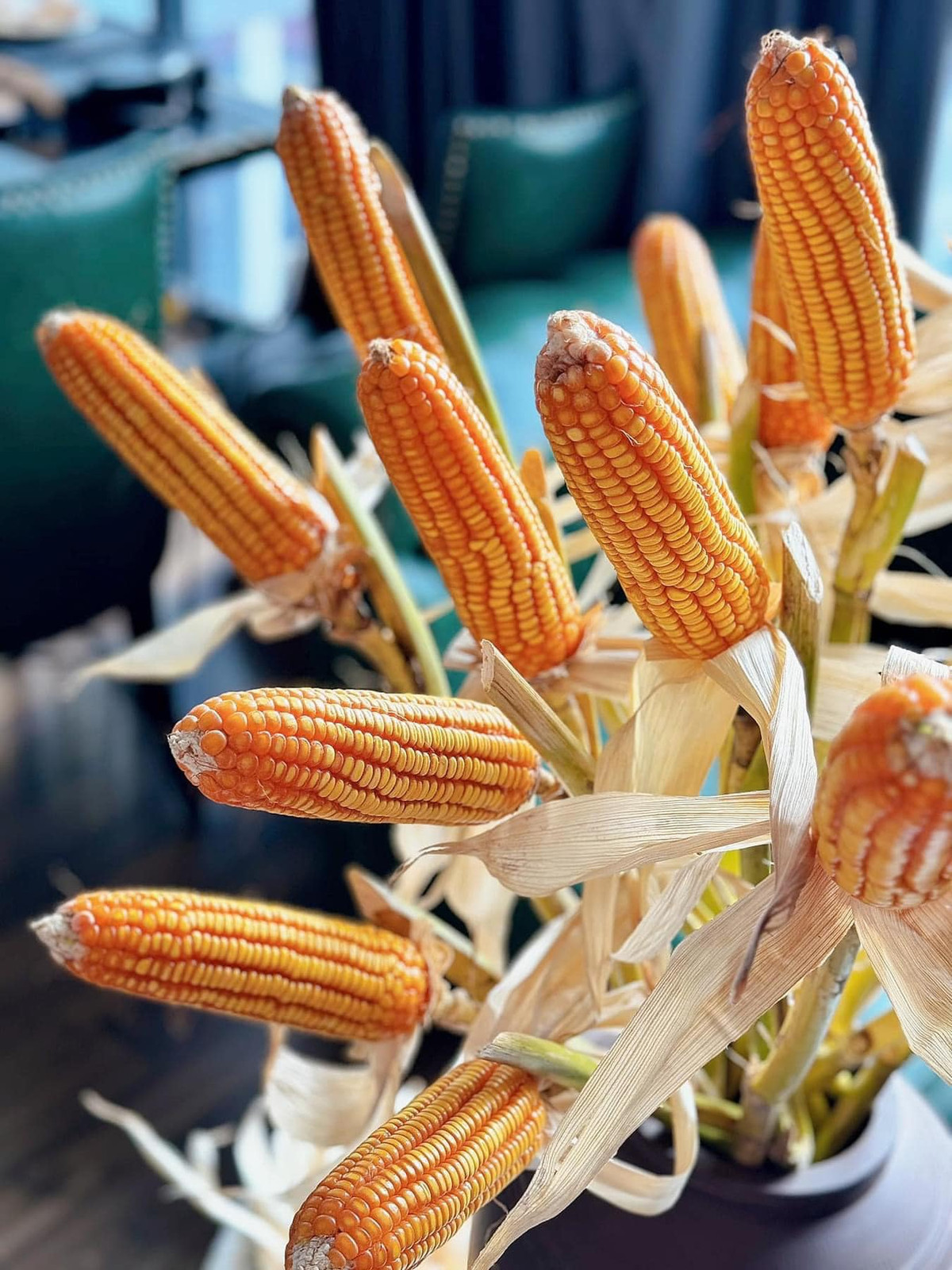 Người bán cho biết, cành bắp ngô vừa sang vừa lạ, khi cắm bình không cần tưới nước, chơi chán có thể đem rang có ngay món ngô rang nhâm nhi. Ảnh: FB Vũ Huyền