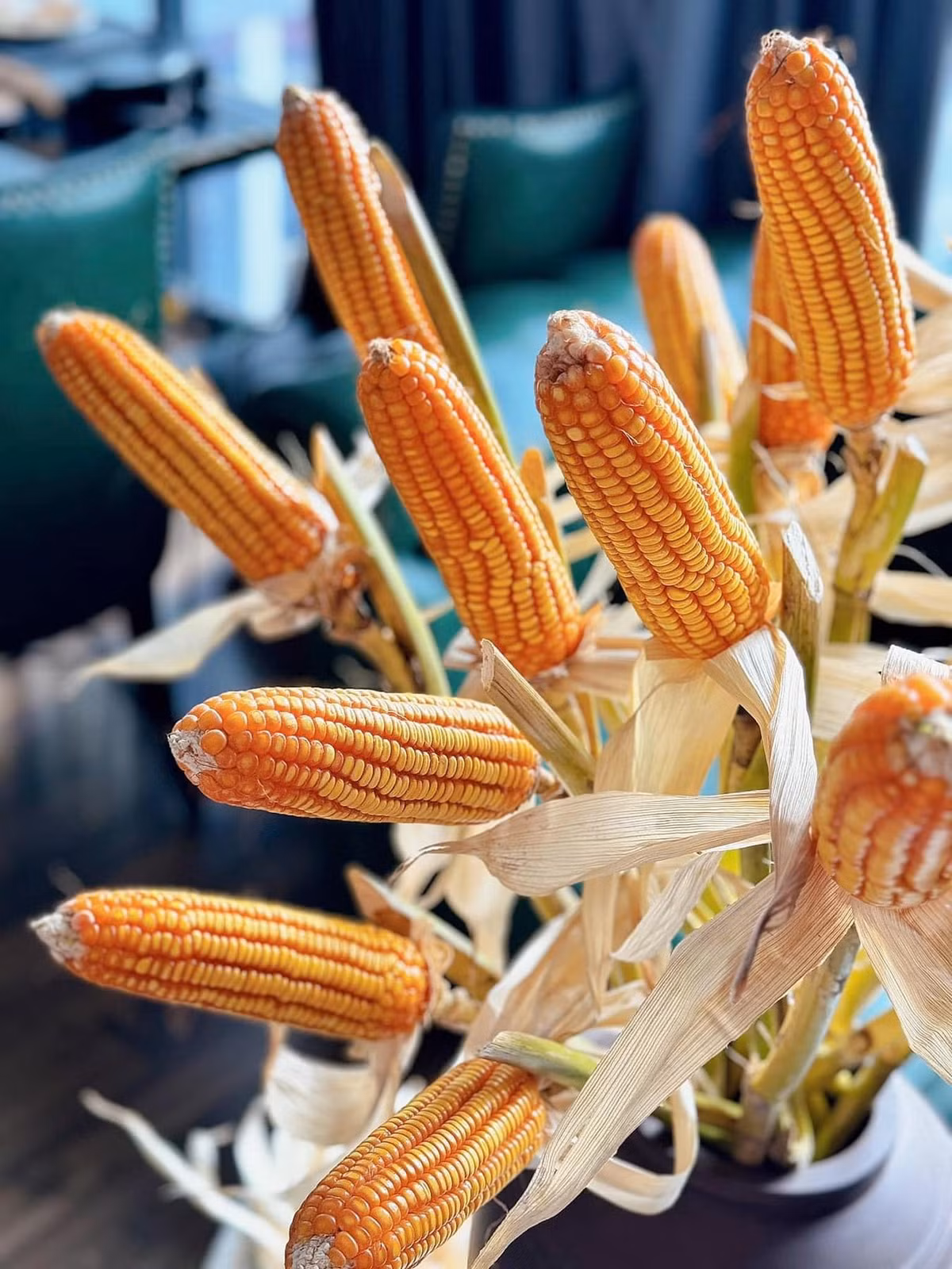 Người bán cho biết, cành bắp ngô vừa sang vừa lạ, khi cắm bình không cần tưới nước, chơi chán có thể đem rang có ngay món ngô rang nhâm nhi. Ảnh: FB Vũ Huyền