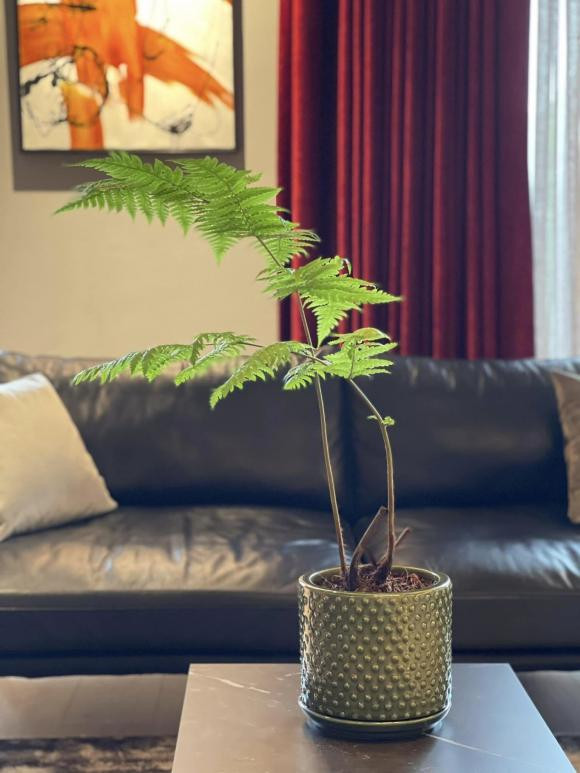 Không chỉ ban công, bên trong penthouse của vợ chồng MC Thành Trung cũng được trang trí bằng nhiều chậu cây cảnh.