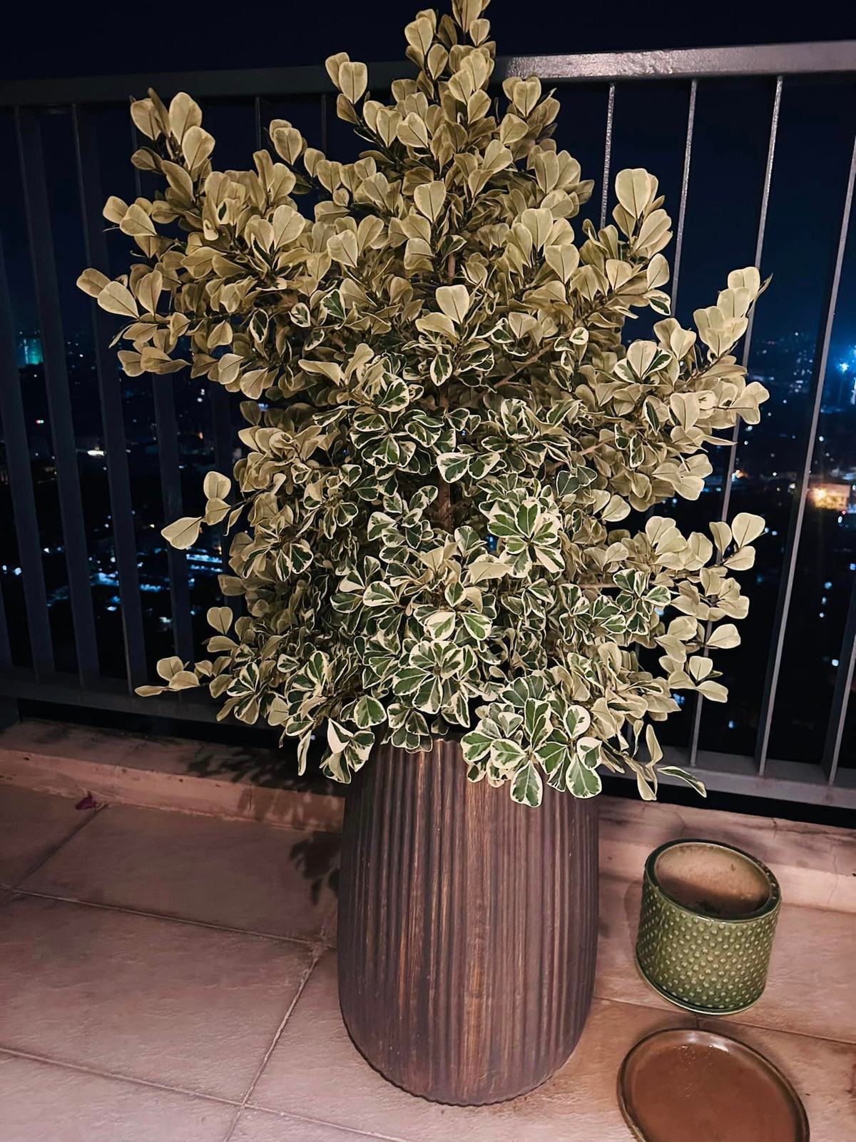 Ngoài hoa giấy còn có cây hạnh phúc, cây vạn lộc, cây trúc nhật, cây đa tam phúc...