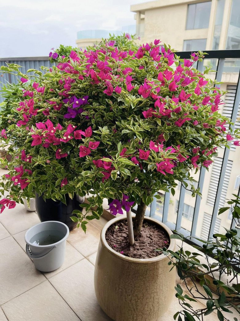 Trước đó, bà xã MC Thành Trung khoe chậu hoa giấy hồng gân nhưng cho cả hoa màu tím độc lạ.